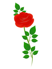 Fototapeta premium Red rose with green leaves on a white background.