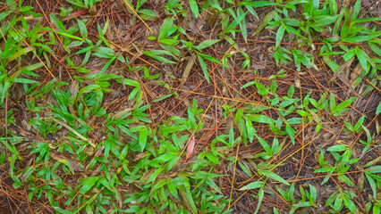fallen pine-cones on the ground with green grass in the background