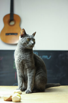 british cat on the table