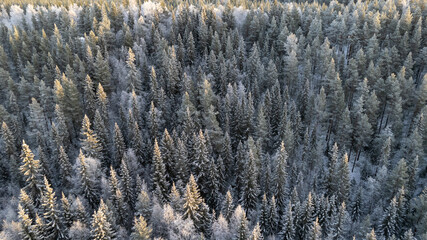 Lapland, Scandinavia in winter. Aerial view of winter forest covered in snow, drone photography - panoramic image of Beautiful frosty trees, christmas time, Happy new year.