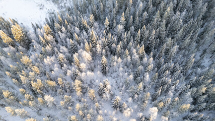 Lapland, Scandinavia in winter. Aerial view of winter forest covered in snow, drone photography - panoramic image of Beautiful frosty trees, christmas time, Happy new year.
