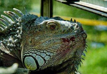 Portrait of an iguana after eating raspberries. Old photo (film photography).