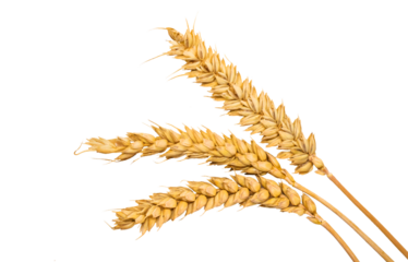 spikelets of wheat isolate on white background. Selection focus.