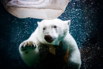 Tauchender Eisbär