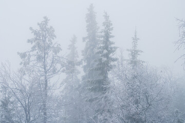 Obraz na płótnie Canvas Silhouette of fir tree tops in fog