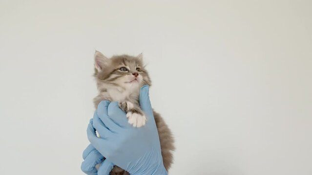 Striped gray cat in doctor hands. Kitten vet examining. Kitten pet check up, vaccination in veterinarian animal clinic.Health care domestic animal. Long Web banner Copy space. High quality 4k footage