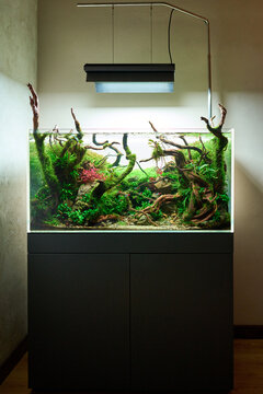  Beautiful freshwater aquascape with live aquarium plants, Frodo stones, redmoor roots covered by java moss and a school of blue neon tetra fish. Vertical shot.