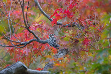 コゲラと紅葉