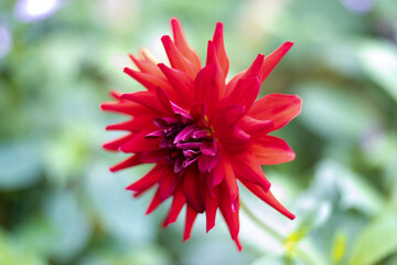Beautiful red flower with blurred background 1