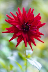Beautiful red flower with blurred background 2