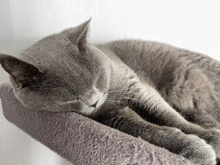 The British Shorthair Young Cute Cat Sleeping
