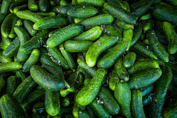 Pile of cucumbers. Cucumbers from the field