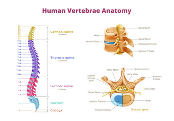 Human Vertebrae Diagram Infographics