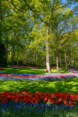 Naklejka na ściany i meble Blooming Garden of Europe, Keukenhof park. Netherlands