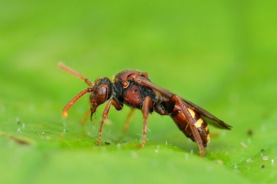 Closeup shot of a colorful cuckoo solitary bee in the garden