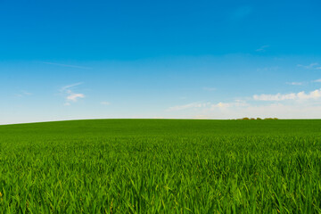 Idyllic grassland, rolling green fields, blue sky and white clouds in the background