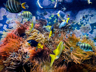 Fototapeta na wymiar tropical fish on a coral reef