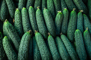  Fresh cucumber background. Green cucumbers