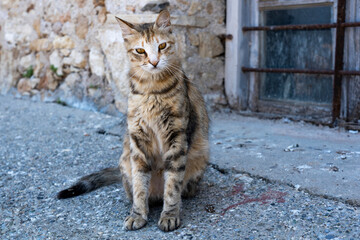 A beautiful stray cat sits in front of a window of the Venetian Shipyards (Arsenals) in the old harbor of Chania, Crete 1