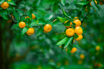 Mandarins ripened on the green tree branch in orchard