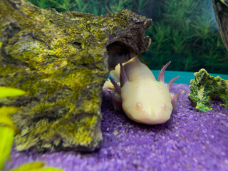 Axolotl Mexican underwater walking fish salamander in aquarium