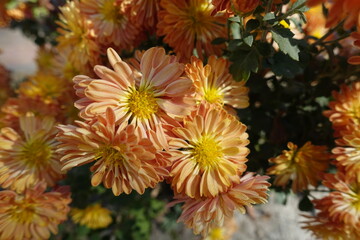 Close view of light orange flowers of spoon Chrysanthemums in October
