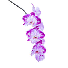 Orchids flowers in PNG isolated on transparent background