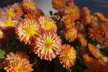 Closeup of orange flowers of spoon Chrysanthemums in October