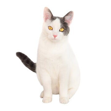 White young cat with black tail sit in PNG isolated on transparent background