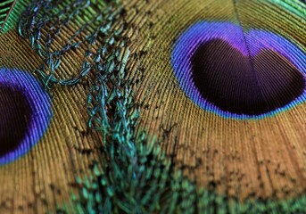 Naklejka premium Beautiful, shiny, bright, peacock feather closeup. Peafowl feather background.