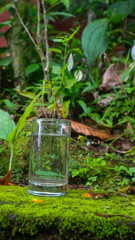 Glasses with water on a green plant background
