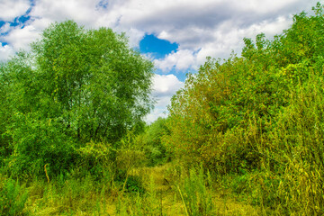 Obraz premium Landscape with green trees