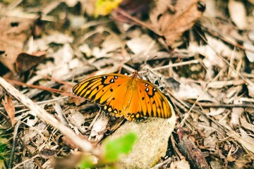 Closeup shot of an Old World swallowtail in the garden