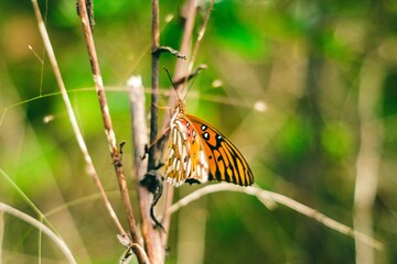 Closeup shot of an Old World swallowtail in the garden