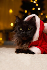 Black maine coon cat in Santa Claus costume lies on the floor against background of Christmas tree.