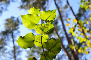 Young little tree sprout with green leaves alight by sun in the forest