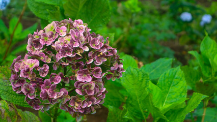 beautiful and amazing hydrangea flowers
