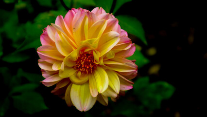 beautiful and amazing yellow pink dahlia flowers