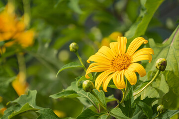 Beautiful Yellow flowers are Mexican sunflowers or Tithonia Diversifolia on Tung Bua Tong Mountain with Mexican sunflower field on Doi Mae U-Kho in Mae Hong Son, Thailand.