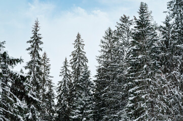 Trees in snowy forest in close up during winter