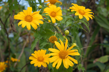 Beautiful Yellow flowers are Mexican sunflowers or Tithonia Diversifolia on Tung Bua Tong Mountain with Mexican sunflower field on Doi Mae U-Kho in Mae Hong Son, Thailand.