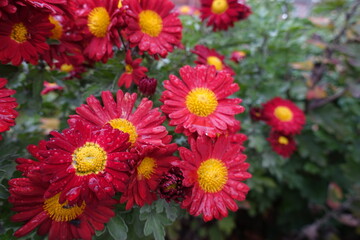 Vivid red and yellow flowers of Chrysanthemums with droplets of water in October