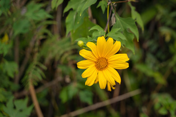 Beautiful Yellow flowers are Mexican sunflowers or Tithonia Diversifolia on Tung Bua Tong Mountain with Mexican sunflower field on Doi Mae U-Kho in Mae Hong Son, Thailand.
