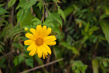 Beautiful Yellow flowers are Mexican sunflowers or Tithonia Diversifolia on Tung Bua Tong Mountain with Mexican sunflower field on Doi Mae U-Kho in Mae Hong Son, Thailand.