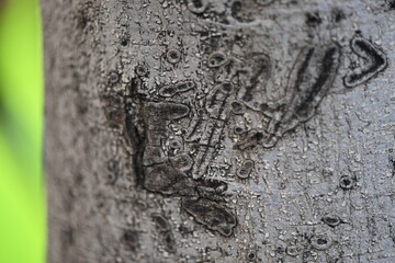 Signs carved into the bark of a tree in Valencia-Spain.