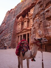 Vertical shot of a camel against the Treasury temple in Petra, Jordan