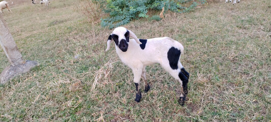 Black nose sheep lamb - Sheep A baby sheep is called a lamb