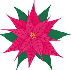 Poinsettia flower illustration. Christmas decorative houseplant. Winter holidays symbol