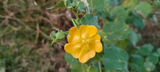 Flower of Abutilon indicum -Double-Toothed Mallow is a shrubby herb
