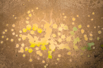 Dry gulch in the forest with small puddles, filled with green dirty stagnant water, during summer months of lack of rain